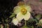 Helleborus in organic garden.Despite names such as winter rose, Christmas rose and Lenten rose hellebores are not