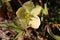 Helleborus in organic garden.Despite names such as winter rose, Christmas rose and Lenten rose hellebores are not