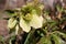 Helleborus in organic garden.Despite names such as winter rose, Christmas rose and Lenten rose hellebores are not