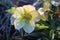 Helleborus in organic garden.Despite names such as winter rose, Christmas rose and Lenten rose hellebores are not closely related