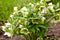 Helleborus in organic garden, known as Winter rose, Christmas rose and Lenten rose