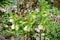 Helleborus orientalis, also known as the Lenten rose