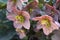 Helleborus orientalis in bloom