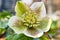 Helleborus orientalis bloom in garden, spring season nature in detail
