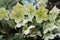 Helleborus orientalis. Blooming flowers of evergreen perennial flowering plant of  Christmas Rose