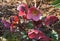 Helleborus orientalis flowers close up. Also known as Lenten rose, Christmas Rose.