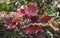 Helleborus orientalis flowers close up. Also known as Lenten rose, Christmas Rose.