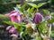 Helleborus orientalis or lenten rose plant