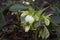 Helleborus orientalis with white flowers