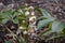 Helleborus orientalis with white flowers