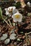 Helleborus orientalis White Lady, Commonly known as Lenten rose