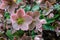 Helleborus Penny`s Pink blooming in Poland