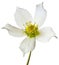 Helleborus spring flower