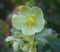 Helleborus viridis flower close up. Commonly called green hellebore.