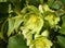Helleborus viridis flower close up. Commonly called green hellebore.