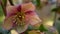 Helleborus winter rose pink flower in forest, California USA. Lenten rose floret springtime bloom, morning atmosphere