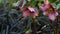 Helleborus winter rose pink flower in forest, California USA. Lenten rose floret springtime bloom, morning atmosphere