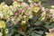 Helleborus Ã— sternii Stern`s hybrid hellebore in spring garden