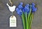 Hello April greeting card with blue first spring flowers.Bouquet of Muscari or Grape hyacinth and decorative bird figurine.