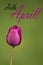 Hello April, Purple Tulip on a grass green background