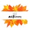 Hello autumn banner with orange and red hand drawn leaves. Vector calligraphy design. Fall background with golden leaf.