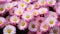 Hello Daisy Puzzle: A Vibrant Ratio of Pink, White, and Yellow B