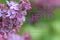 Hello June text on lilac branch background