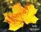 Hello October.Golden autumn maple leaf on a blurred autumnal forest background with text.Fall season concept.