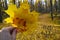 Hello October.Hand holding yellow maple leaves on a blurred autumnal forest background.