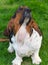 Hello says a One year old Basset hound (Canis lupus familiaris) in the yard of a hobby farm.