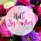 Hello September lettering on colorful aster flowers background, autumnal theme