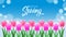 Hello Spring background with beauty tulips flower at field blossom