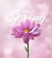 Hello Spring banner with realistic chrysanthemum flower