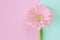 Hello spring composition with single flower on a light pink and blue background, close up. Minimal style, flat lay