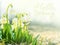 Hello Spring concept. Snowdrops, first spring flowers in meadow, symbol of nature awakening in sunlight. Light toning