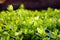 Hello spring, greenery plant for background