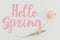 Hello spring. Hello spring text on pink tulip on white background, floral greeting card. Stylish tender image. Handwritten