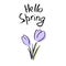 Hello Spring Lettering. Cute lilac flowers. sketch. crocus