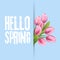 Hello spring. Lettering with hand drawn letters. Label and banner template with tulip illustration. Blue background