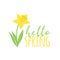 Hello spring narcissus flower vector illustration
