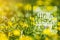 Hello Spring phrase in the frame. Yellow ranunculus acris on the spring sunny forest or park. Beautiful nature flowers Holiday