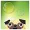 Hello Spring season background with pug dog looking at soap bubbles