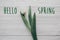 Hello spring text fresh sign. stylish white tulip on rustic wood