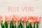 hello spring text sign, beautiful pink tulips on white rustic wooden background flat lay. flowers in soft morning sunlight with s