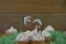 Hello spring vanilla cupcakes topped with fresh snowdrop flowers and a miniature person figurine with springtime sign