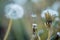 Hello summer. Beauties of nature. Wild dandelion on summer day. Dandelion flower seeds blowing away. Blowball. Taraxacum