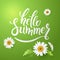 Hello Summer handmade lettering and realistic daisy, camomile flowers on green background. Vector illustration card