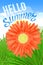 Hello Summer Lettering and Realistic Gerbera Flower. Summer background design for your holiday poster, banner, headline text.