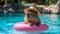 Hello Summer. Super cute capybara wearing straw hat and swimming in the pool. Ai generated image