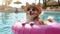 Hello Summer. Super cute corgi dog wearing straw hat and swimming in the pool.